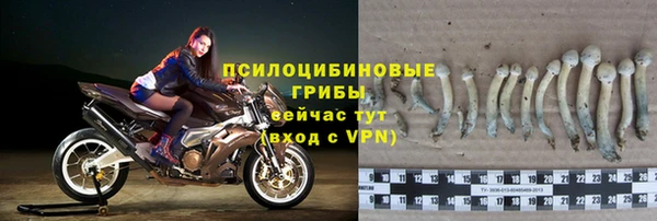 шишки Арсеньев